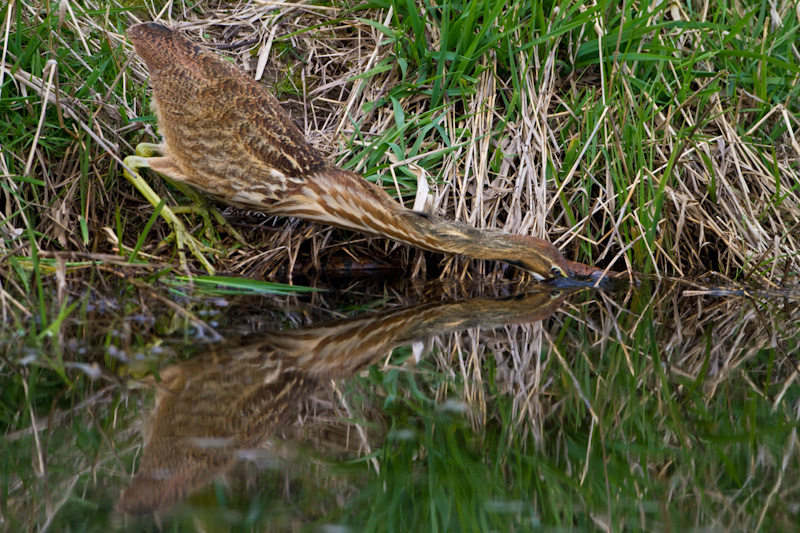 American Bittern Fishing